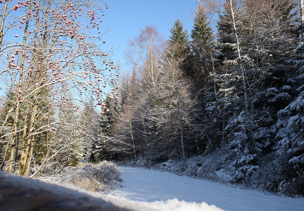 Zauberhafte Winterstimmung in der Nähe des Silberteichs; die Eberesche links hat noch alle ihre zahlreichen knallroten Kirschen; Aufnahme vom Nachmittag des 21.11.2022...