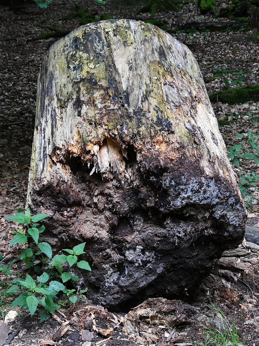 Zersetzung eines abgesägten Baumstumpfes. (Ivenacker Eichen, August 2021)