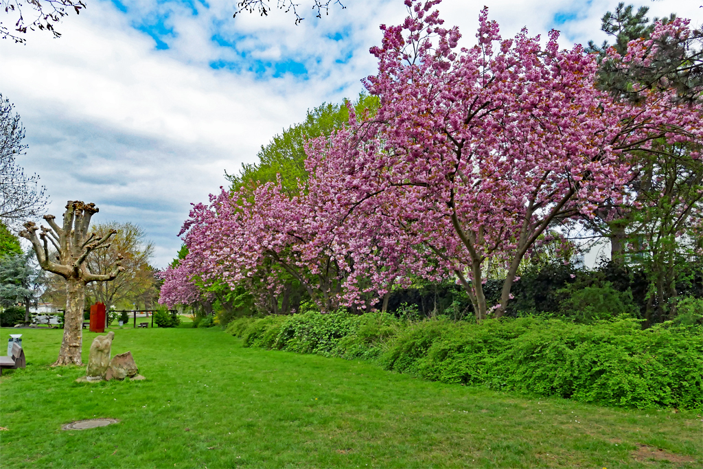 Zierkirschenblüte in der Erftaue Euskirchen - 14.04.2017