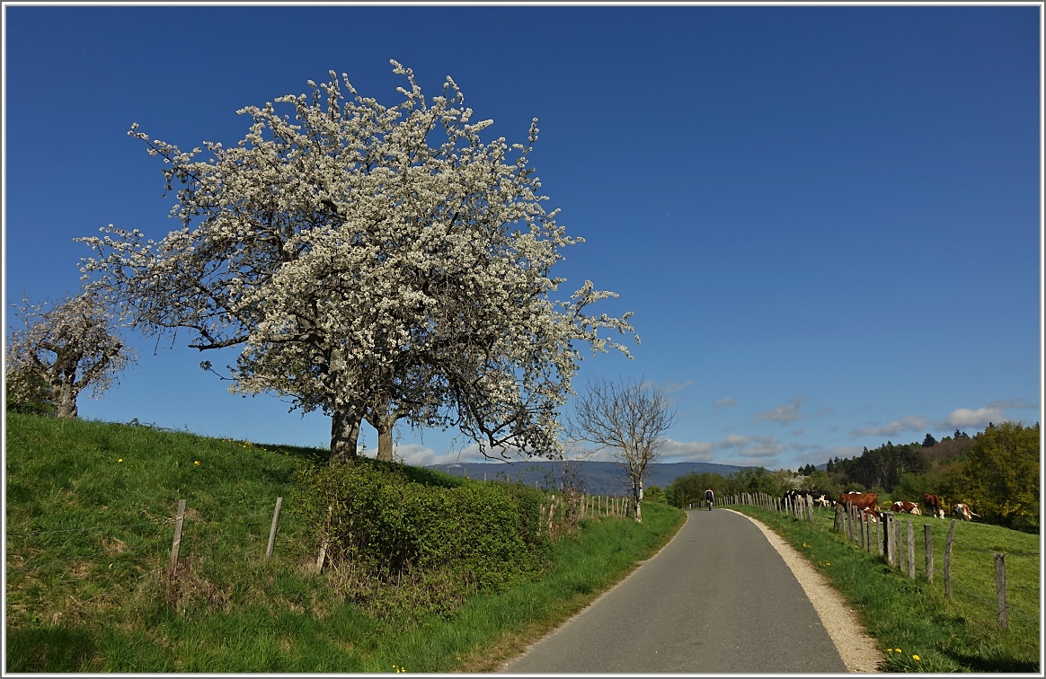 Zu Fuss oder mit dem Fahrrad, die blühenden Bäume entlang des Weges gefallen.
(14.04.2017)