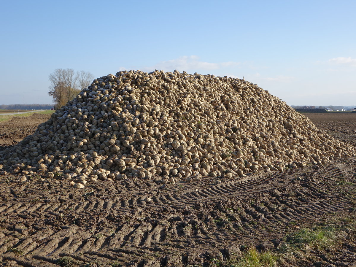 Zuckerrübenberg bei Otzing, Niederbayern (14.11.2016)