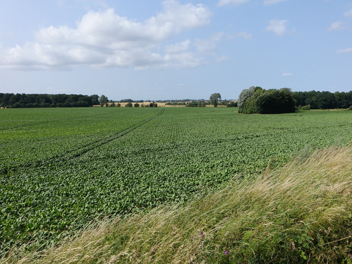 Zuckerrübenfeld bei Horbelev auf Lolland (18.07.2021)