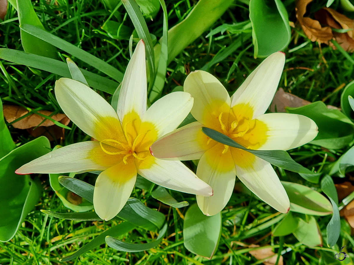 Zwei ??? blühen in unserem Garten. (Hattingen, März 2023)