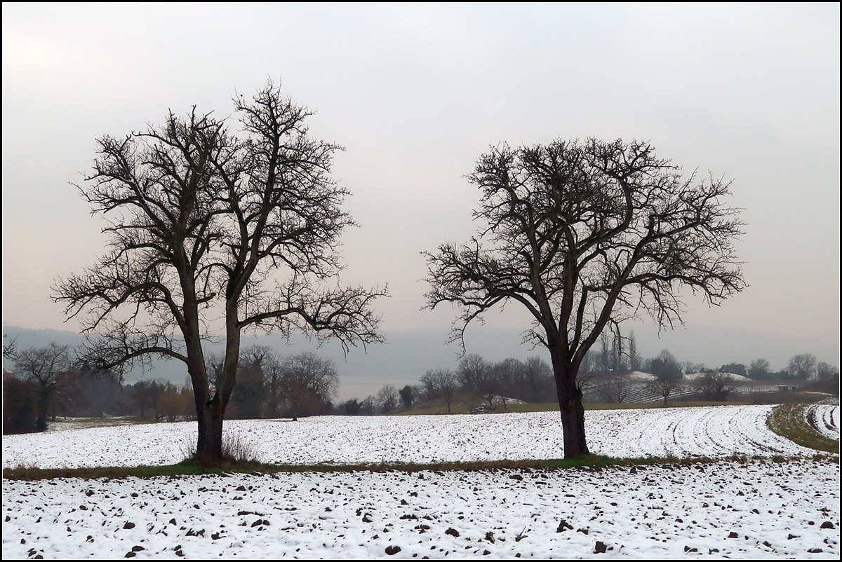 Zwei Bäume im Winter -

Zwischen den Bäumen kann im Hintergrund der Überlinger See (Bodensee) erkannt werden. Aufgenommen bei Überlingen-Spetzgart.

08.02.2018 (M)

