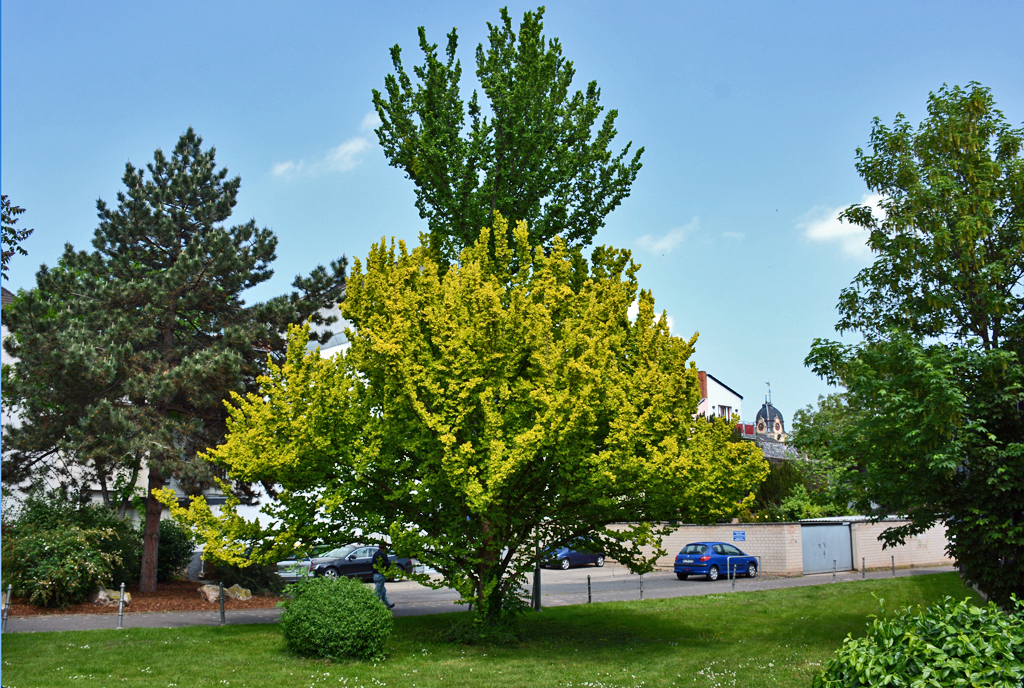  Zwei-in-einem-Baum  in Euskirchen - 26.05.2016