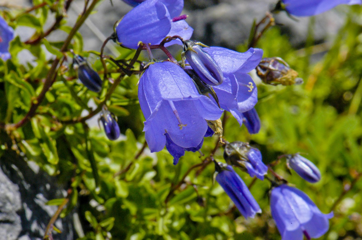 Zwerg-Glockenblume (Campanula cochleariifolia) im Berchtesgadener Land. Aufnahme: Juli 2008.