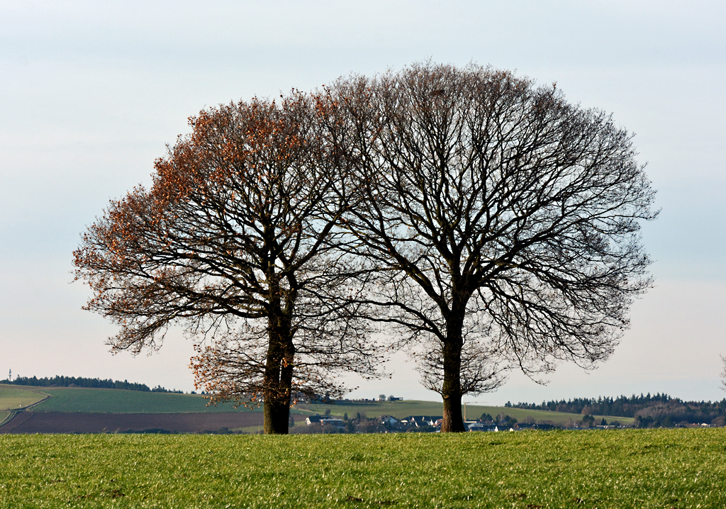 Zwillingsbäume  auf einer Anhöhe bei Harzheim/Eifel - 08.12.2015