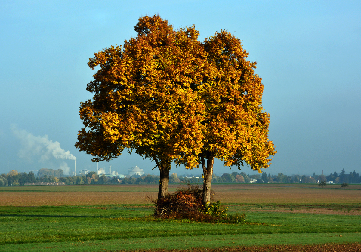 Zwillingsbäume mit Herbstlaub bei Eu-Niederkastenholz - 26.10.2015