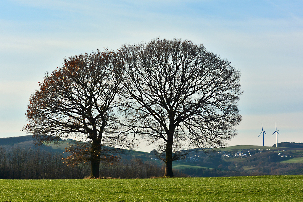 Zwillingsbäume und Zwillingswindräder (Hintergrund rechts) in der Eifel bei Harzheim - 08.12.2015