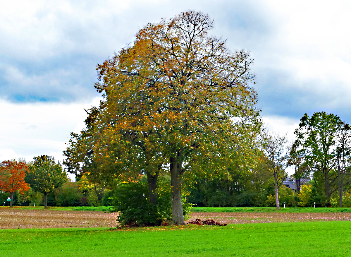 Zwillingsbaum auf einem Acker bei Euskirchen - 21.10.2019