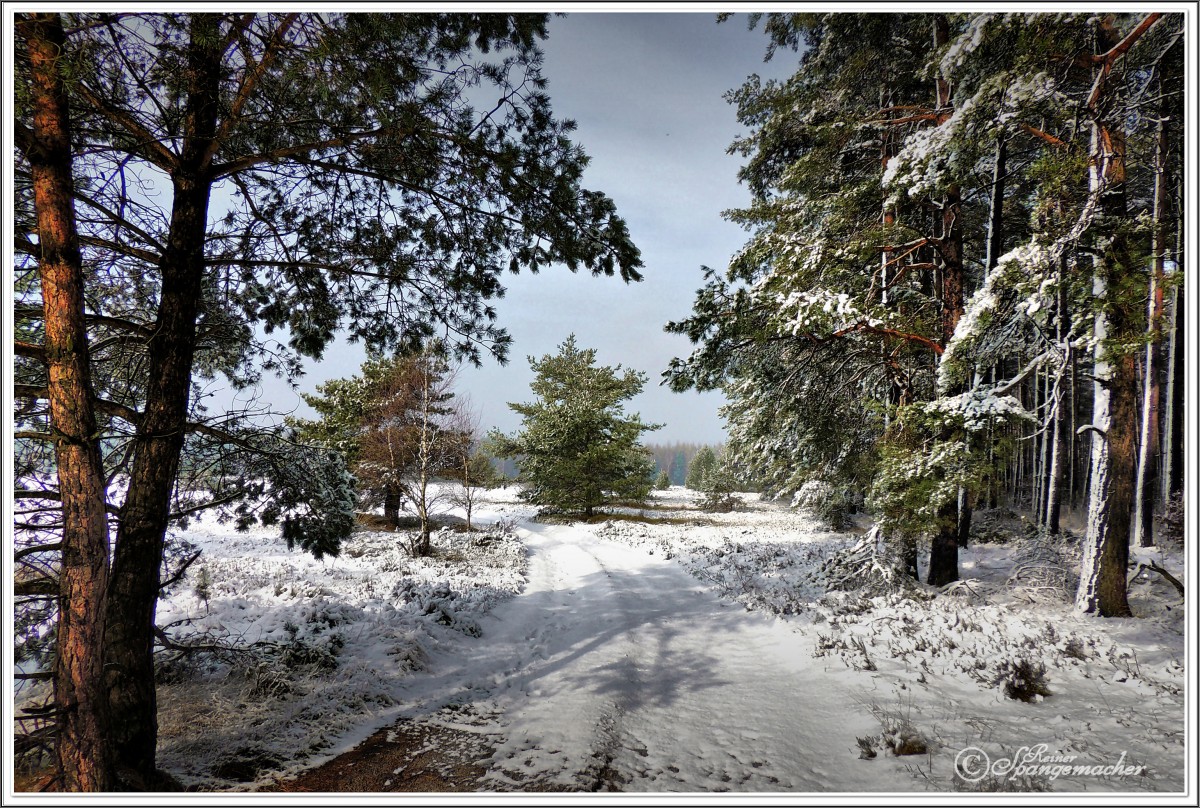 Zwischen Forst & Heide, nähe Schafstall am Wanderweg von Heimbuch nach Undeloh, im Februar 2013, im Winter am Besten von Undeloh zu erreichen, alles Andere wäre sehr mühsam.