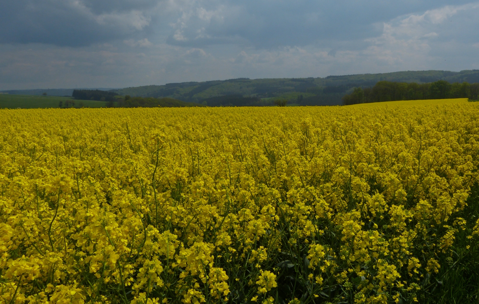 Blick über ein blühendes Rapsfeld nahe Brachtenbach in südliche Richtung. 14.05.2023 