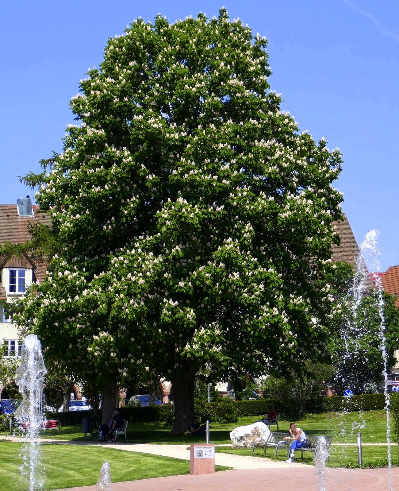 blühende Roßkastanie auf Deutschlands größtem Marktplatz in Freudenstadt/Schwarzwald, Juni 2019