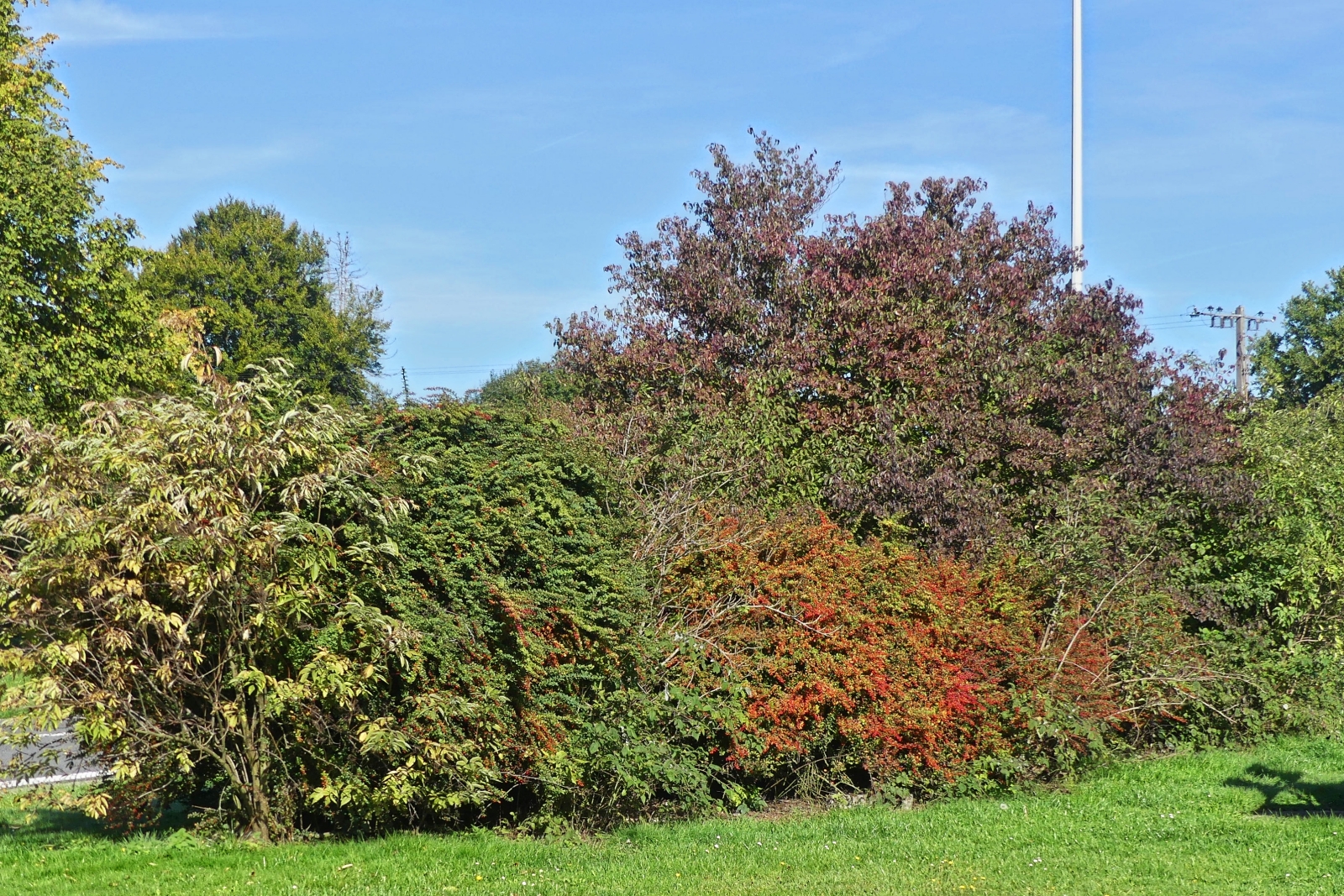 Blühende Sträucher und Herbstfarben an einer Raststätte. 09.2025