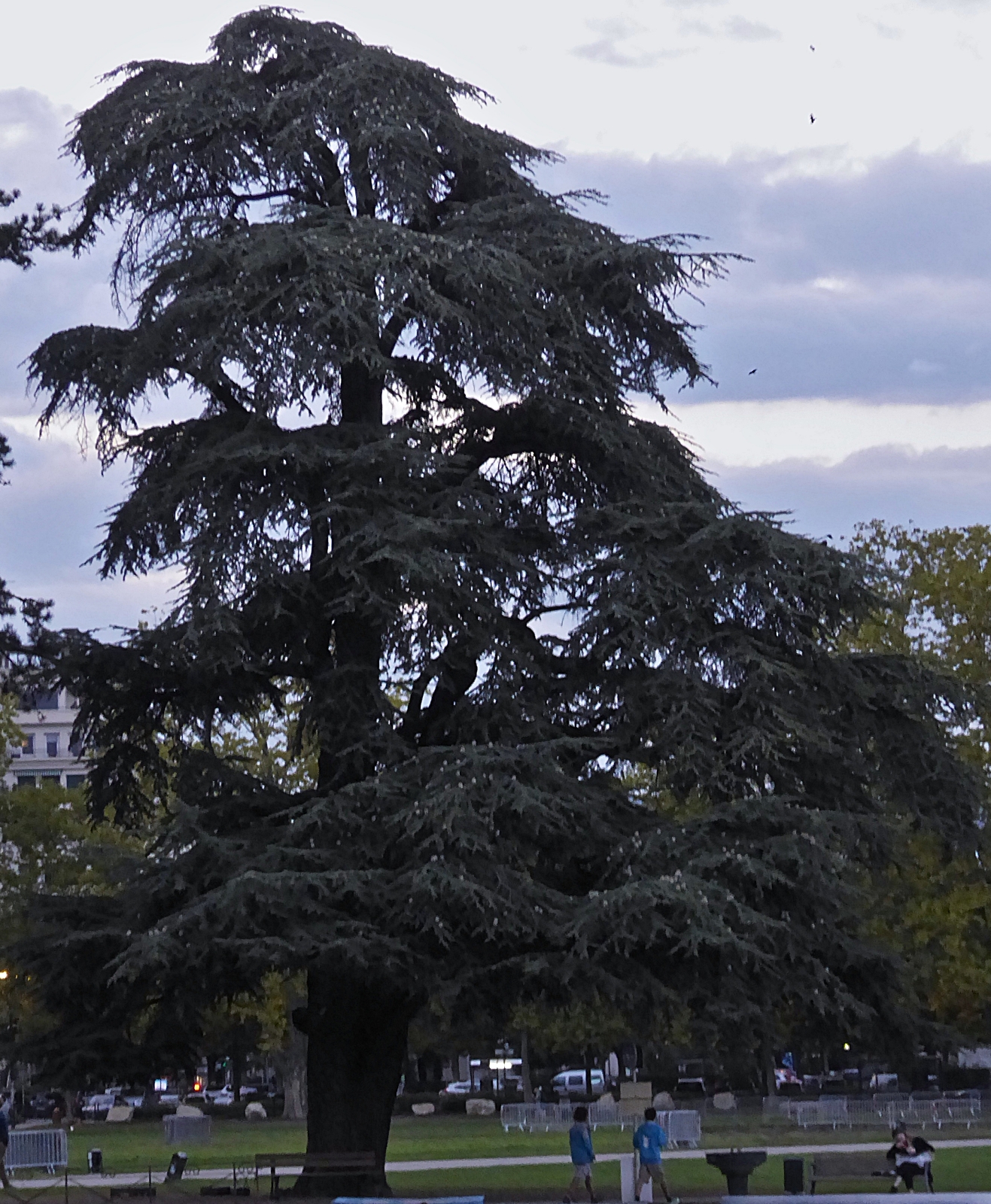 Ein etwas eigenartig gewachsener Baum am Rande des Sees von Annecy. 09.2022