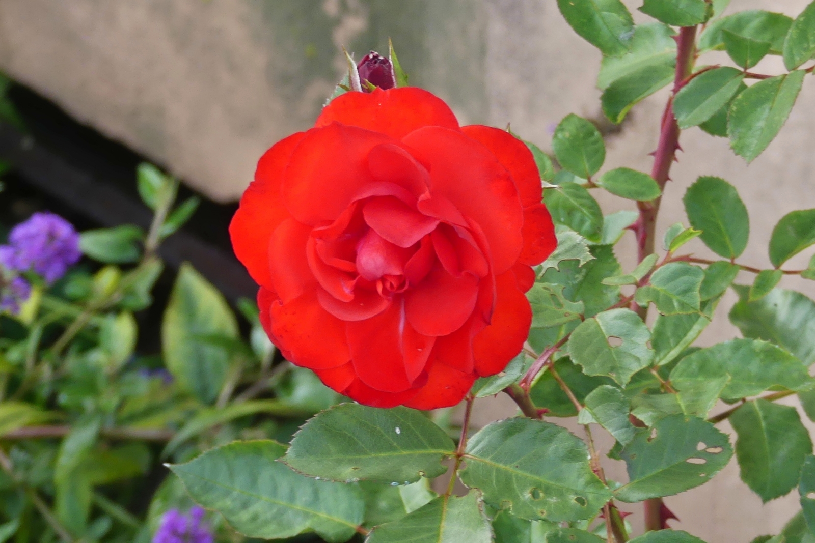 Eine unserer Rosenblüten, aufgenommen am 26.09.2023 