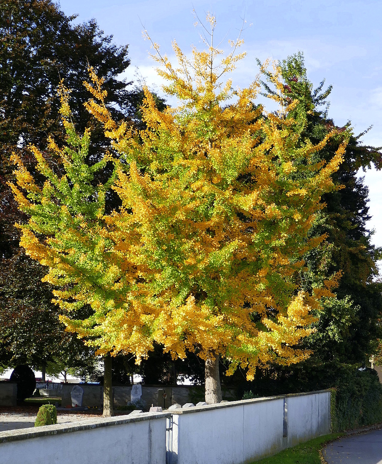 Gingobaum in Herbstfärbung, Okt.2019