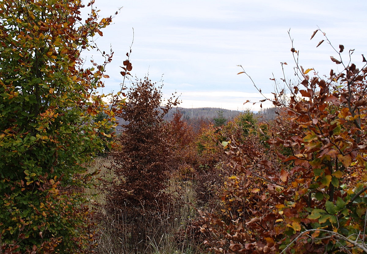 Herbstlich buntes Laub an der Hahnenkleer Waldstraße und Blick hinüber zu Bergen jenseits des Odertals; Aufnahme vom späten Nachmittag des 23.10.22 an der Hahnenkleer Waldstraße...