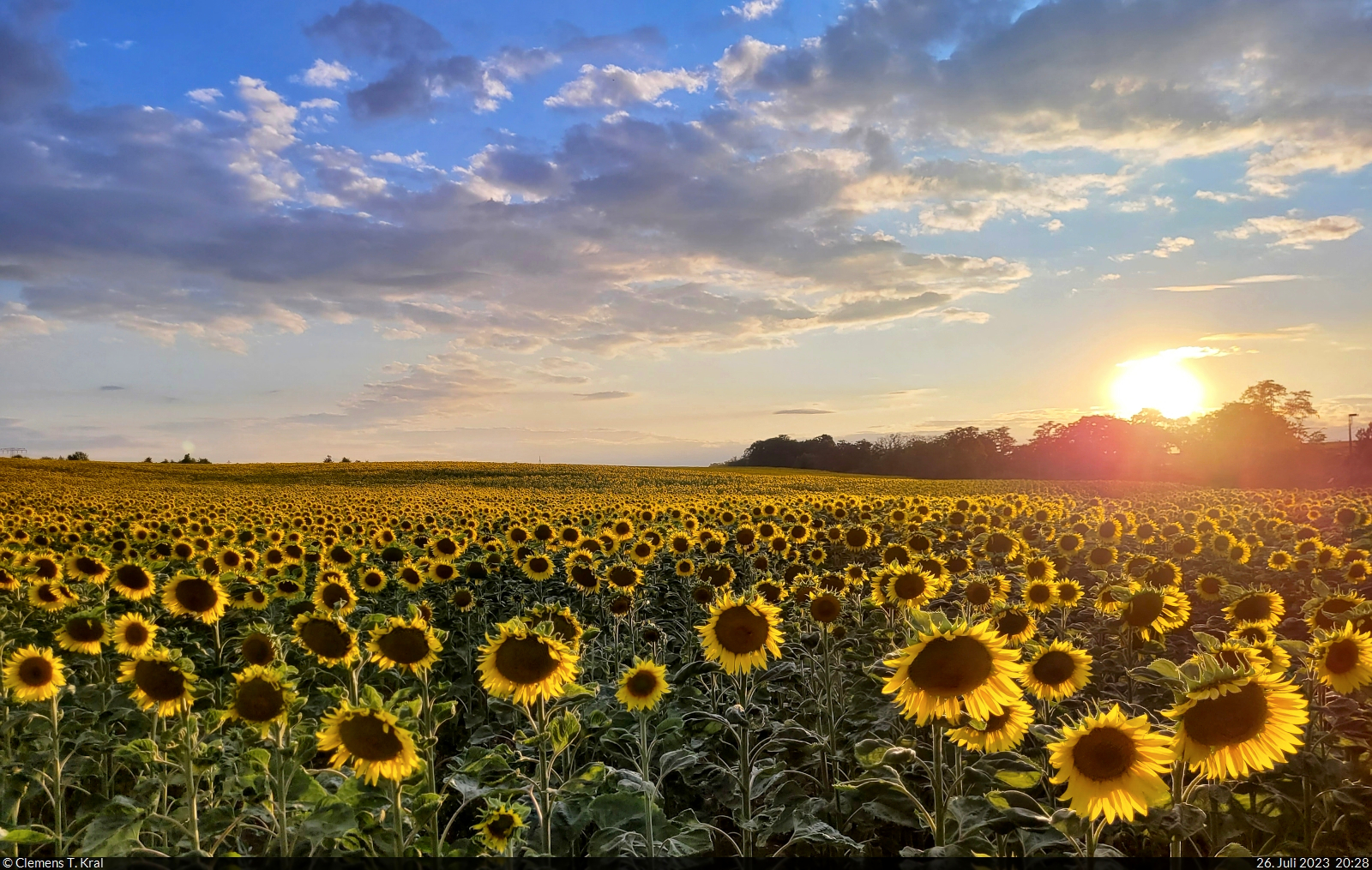 Sonnenblumenfeld am Ortsrand von Zscherben (Gemeinde Teutschenthal) an einem doch noch sonnigen Abend.

🕓 26.7.2023 | 20:28 Uhr