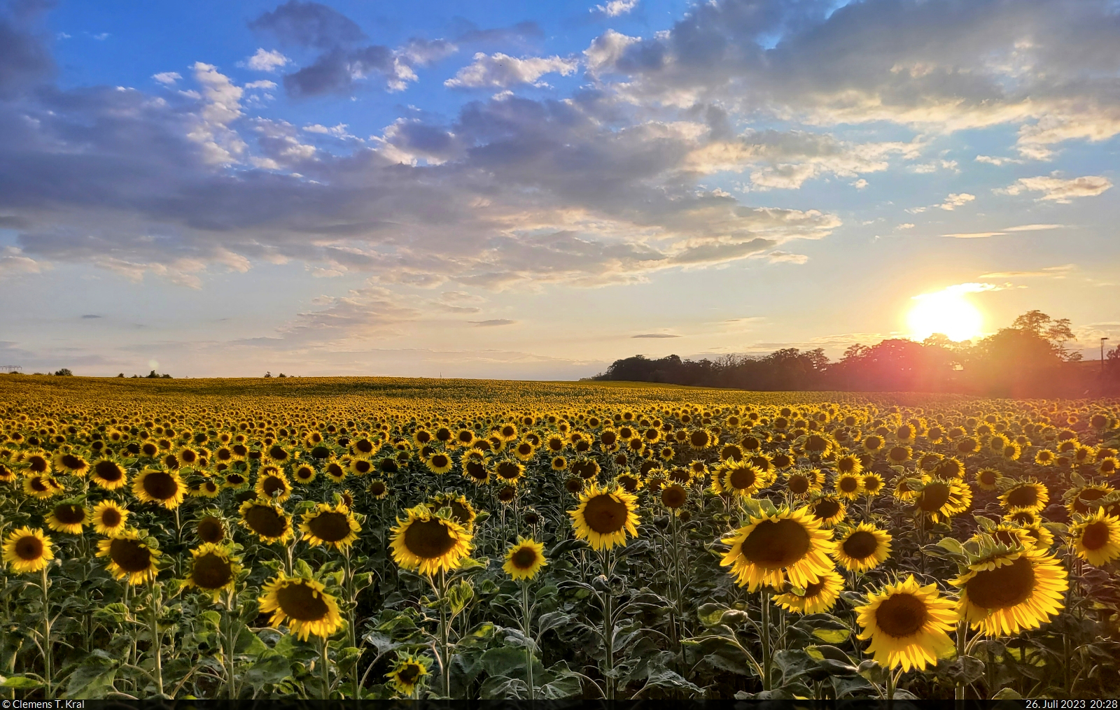 Sonnenblumenfeld am Ortsrand von Zscherben (Gemeinde Teutschenthal) an einem doch noch sonnigen Abend.

🕓 26.7.2023 | 20:28 Uhr