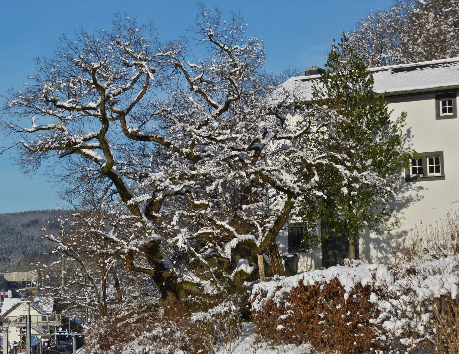 Winterimpressionen in Clerf, mit Schnee wie Wattebausch verzierte Äste an einem Baum. 21.01.2023