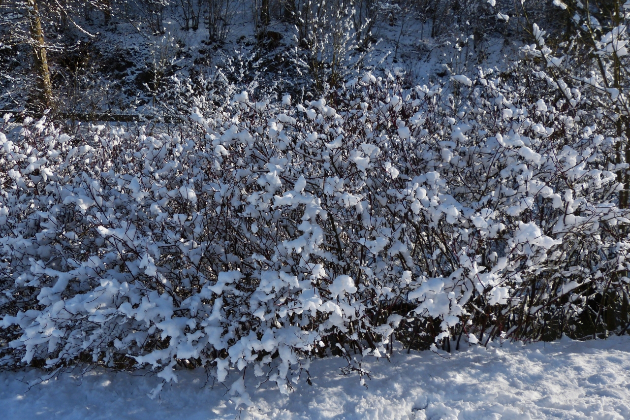 Winterimpressionen in Clerf, Wattebausch verzierte ste am Bahnhof in Clerf. 21.01.2023