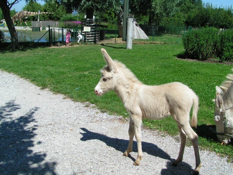 10 Jahre hat es gedauert, dass in O wieder einer der vom Aussterben bedrohten „sterreich-Ungarischen Albinoesel“, geboren wurde, und nun trollt das dzt. noch namenlose Eselfohlen am Gelnde des Freizeitpark Agrarium umher. 070715