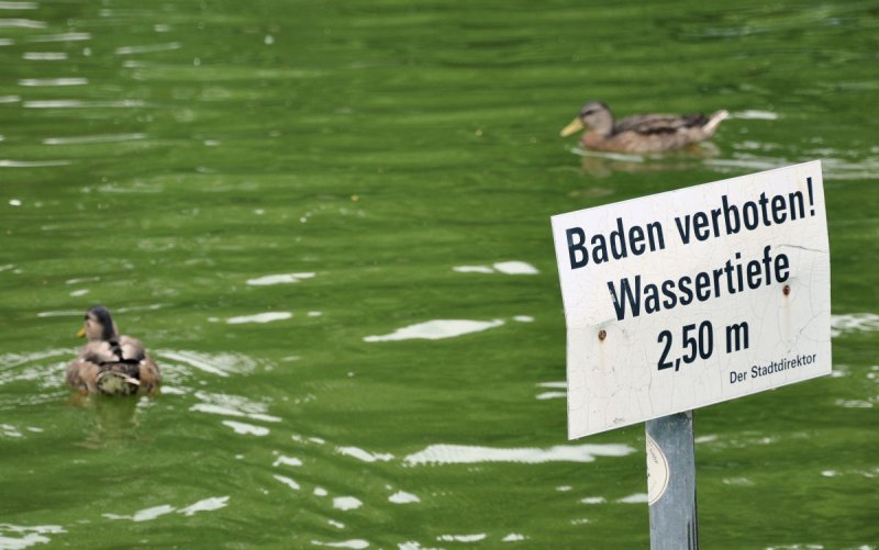 2 Enten auf der Flucht vor`m Ordnungamt wegen Badeverbot. Freizeitpark Rheinbach 12.07.2009