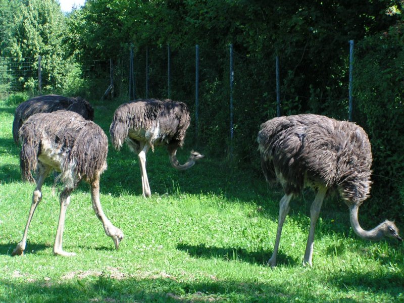 4 Strausse drfen sich whrend der Sommermonate im Freizeitpark Agrarium vergngen; 070715