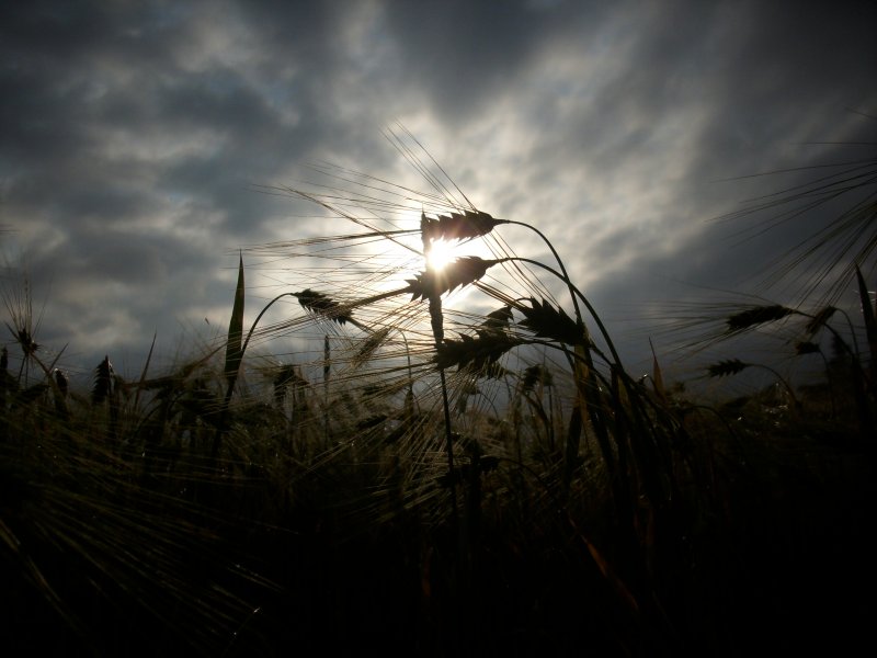 Abendsonne ber einem Weizenfeld auf Rgen.