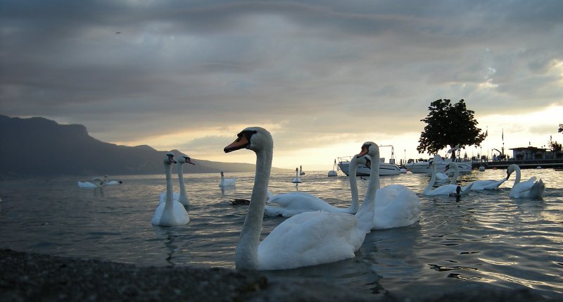 Abendstimmung am Genfersee. 
Juli 2008