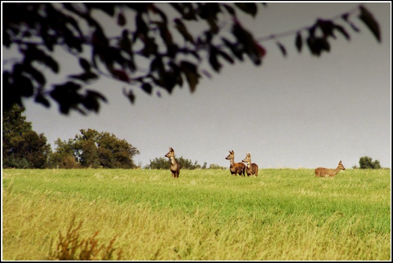 Abgelagerte Strohballen der Ernte vom Sommer ermglichten es mir mich im Oktober 2006 unbemerkt an das auf freiem Feld bei Wittgensdorf sende Rudel Rehe heranzupirschen und einige Bilder der Tiere aufzunehmen - kurz bevor es wieder anfing wie aus Eimern zu gieen.