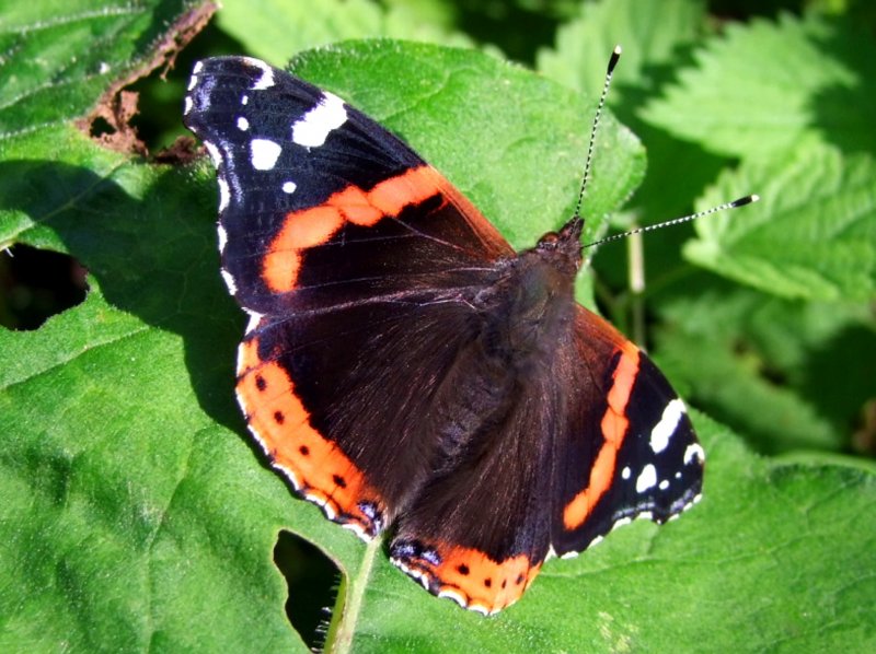 Admiral(Vanessa atalanta)nutzt die letzten Sonnenstrahlen; 080919