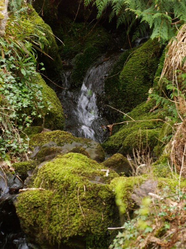 Alle Bilder zum Naturreservat entstanden im Mrz 2008. Wunderbare kleine Bche laden zum Verschnaufen ein.