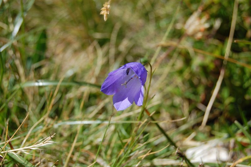 Alpenblumen (II) - Scheuchzers Glockenblume -> Campanula scheuchzeri