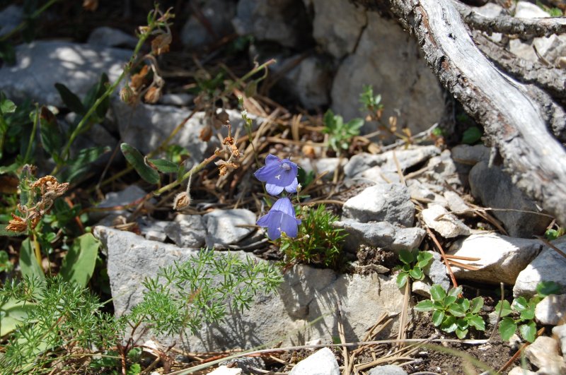 Alpenblumen (III) - Scheuchzers Glockenblume -> Campanula scheuchzeri