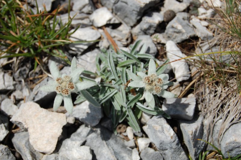 Alpenblumen (V) - Edelwei -> Leontopodium alpinum. Die Aufnahme entstand ganz unbewusst am 16.8.2009 am Schartschrofen. Zuerst wusste ich gar nicht, dass es sich hierbei um ein Edelwei handelt, nun bin ich aber froh die Aufnahme gemacht zu haben.