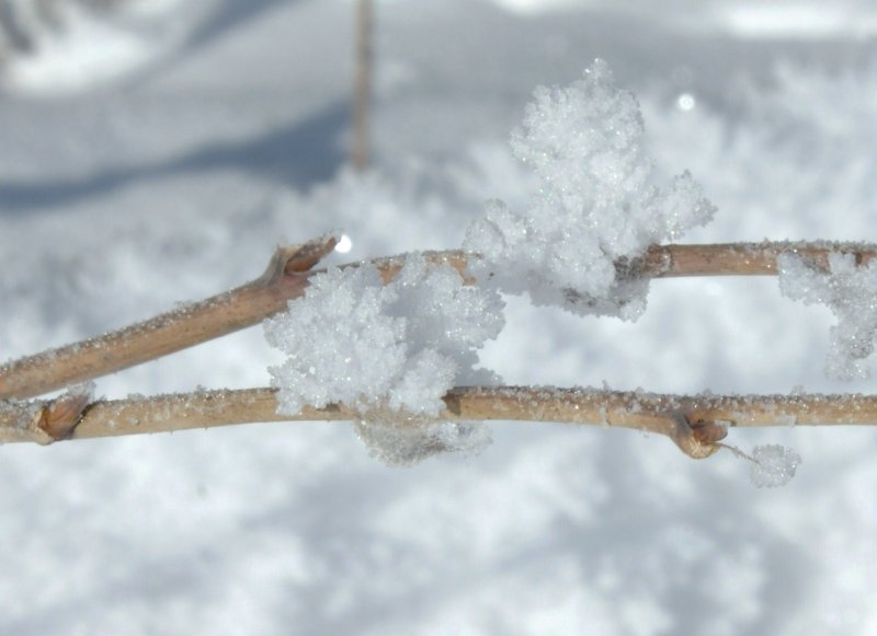Als ob sie angewachsen wren: Eisblumen entstanden aus Schnee und Frost.
(Januar 2009)