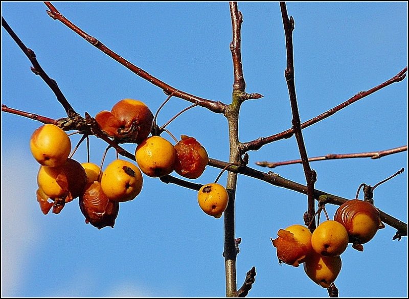 Am 07.12.08 sah ich diese nicht gepflckten pfel hoch oben an einem Baum in Spontin. (Jeanny)