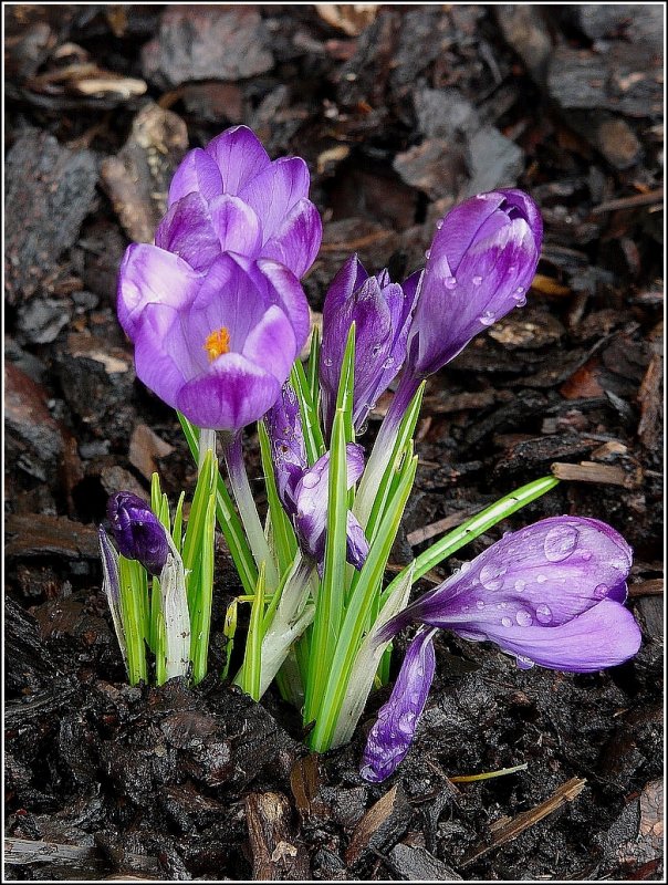 Am 13.03.09 ffnen sich die Blten der Krokusse in unserem Garten zum ersten Mal, wenn auch noch sehr zaghaft. (Jeanny)