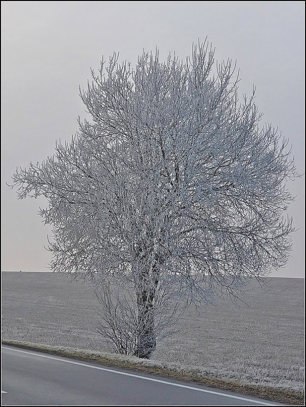 Am 25.01.09 hatte sich in hheren Lagen wieder Raureif gebildet. Bild aufgenommen in Heiderscheid. (Jeanny)