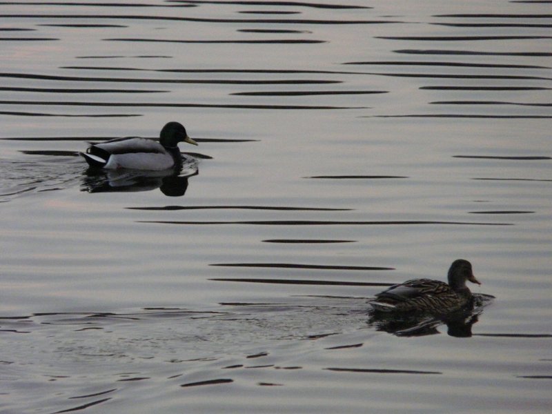 Am Abend des 23.02.08 beeilen sich die Enten auf dem See in Vielsalm (Belgien) um ihre Unterkunft fr die Nacht zu erreichen.