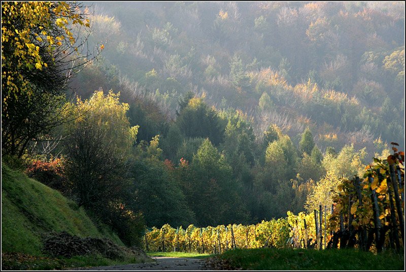 Am Hang des Kernen - 

Herbstimpression aus dem Remstal. 

25.10.2008 (M)