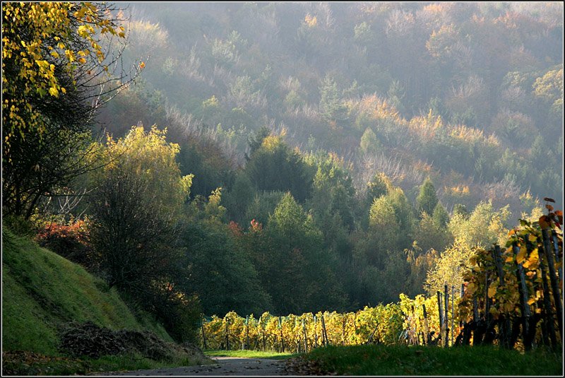 Am Hang des Kernen - 

Herbstimpression aus dem Remstal. 

25.10.2008 (M)