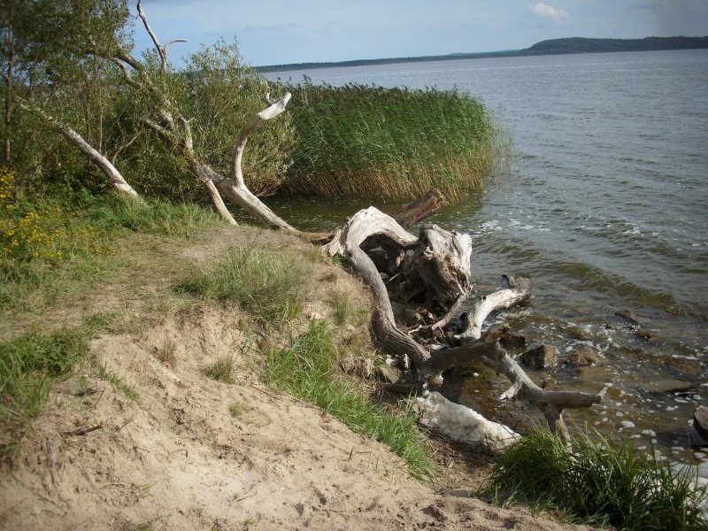 Am Ufer vom Kleinen Jasmunder Bodden bei Lietzow.