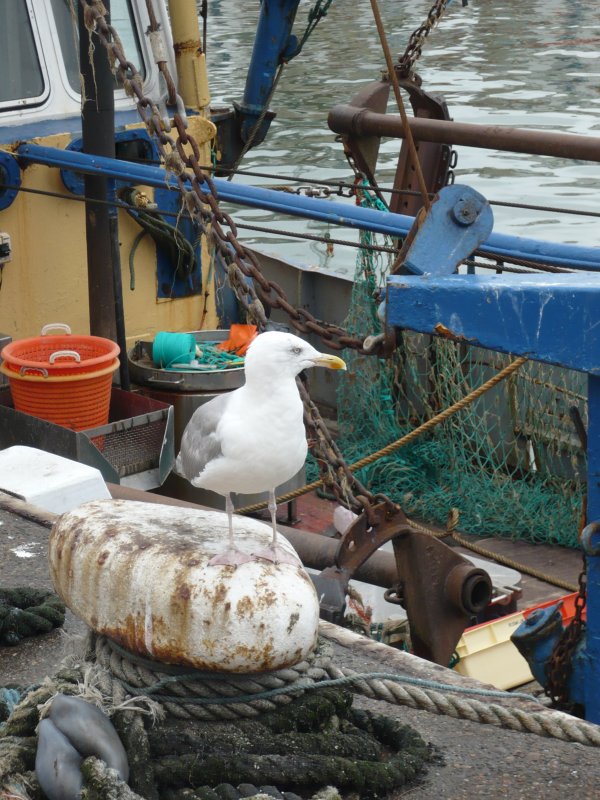 An den Fischstnden in Oostende ist man nie alleine. Dieser kleine Freund will mehr als uns nur Gesellschaft zu leisten.
(3.08.08)