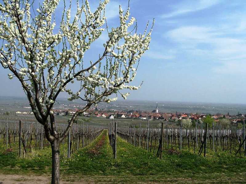 An der Weinstrae bei Maikammer (April 2009)