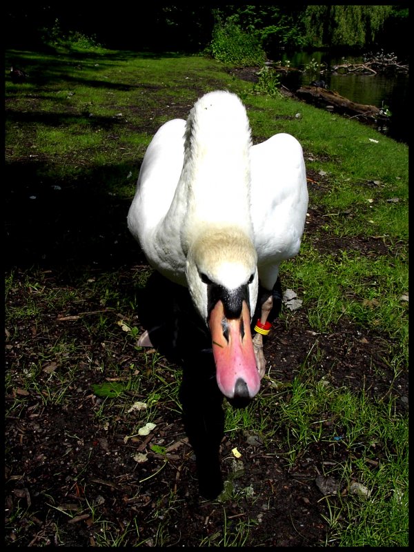  Angriff ist die beste Verteidigung ... Schwan im Kaisergarten von Oberhausen.