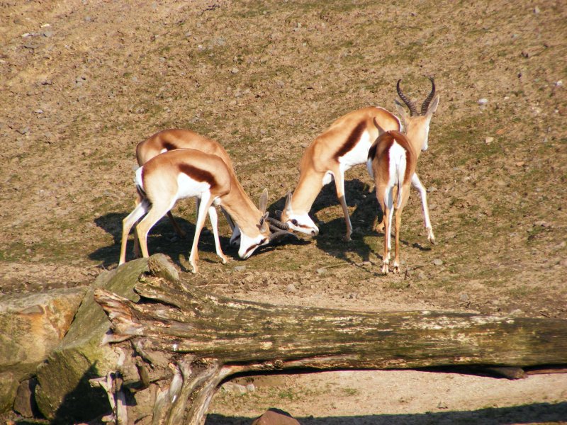 Antilopen im Gelsenkirchener Zoo am 1. April 2009.