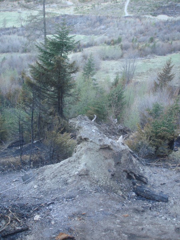 Auch dieser Baum hielt den Krften des Waldbrandes nicht stand. Arbaz, 18.04.2007